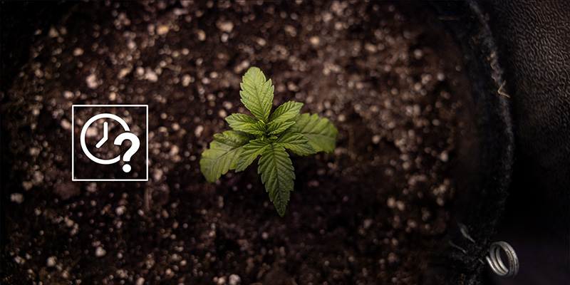 När ska man plantera om autoflower När ska man plantera om autoflower