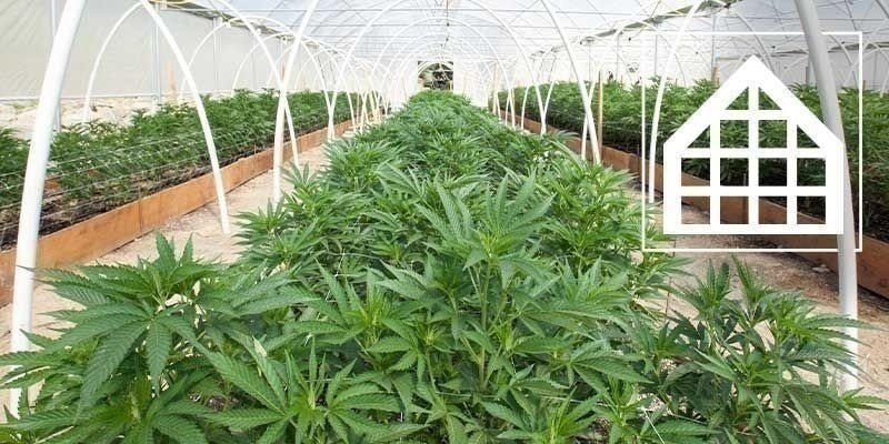 Varför du ska odla cannabis i ett växthus eller ett orangeri Varför du ska odla cannabis i ett växthus eller ett orangeri