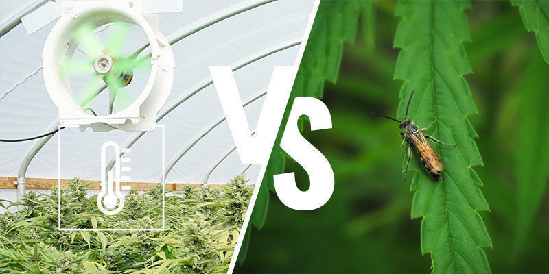 För- och nackdelar med att odla cannabis i växthus eller uterum För- och nackdelar med att odla cannabis i växthus eller uterum