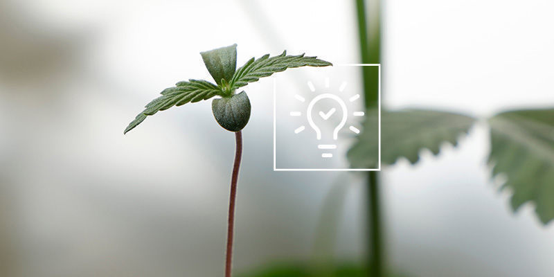 Tips för att odla cannabis i ett växthus eller uterum Tips för att odla cannabis i ett växthus eller uterum