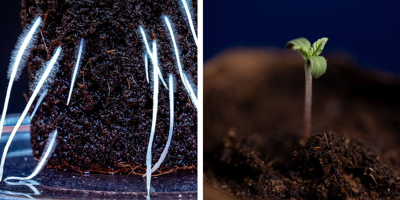Från groning till planta From germination to seedling