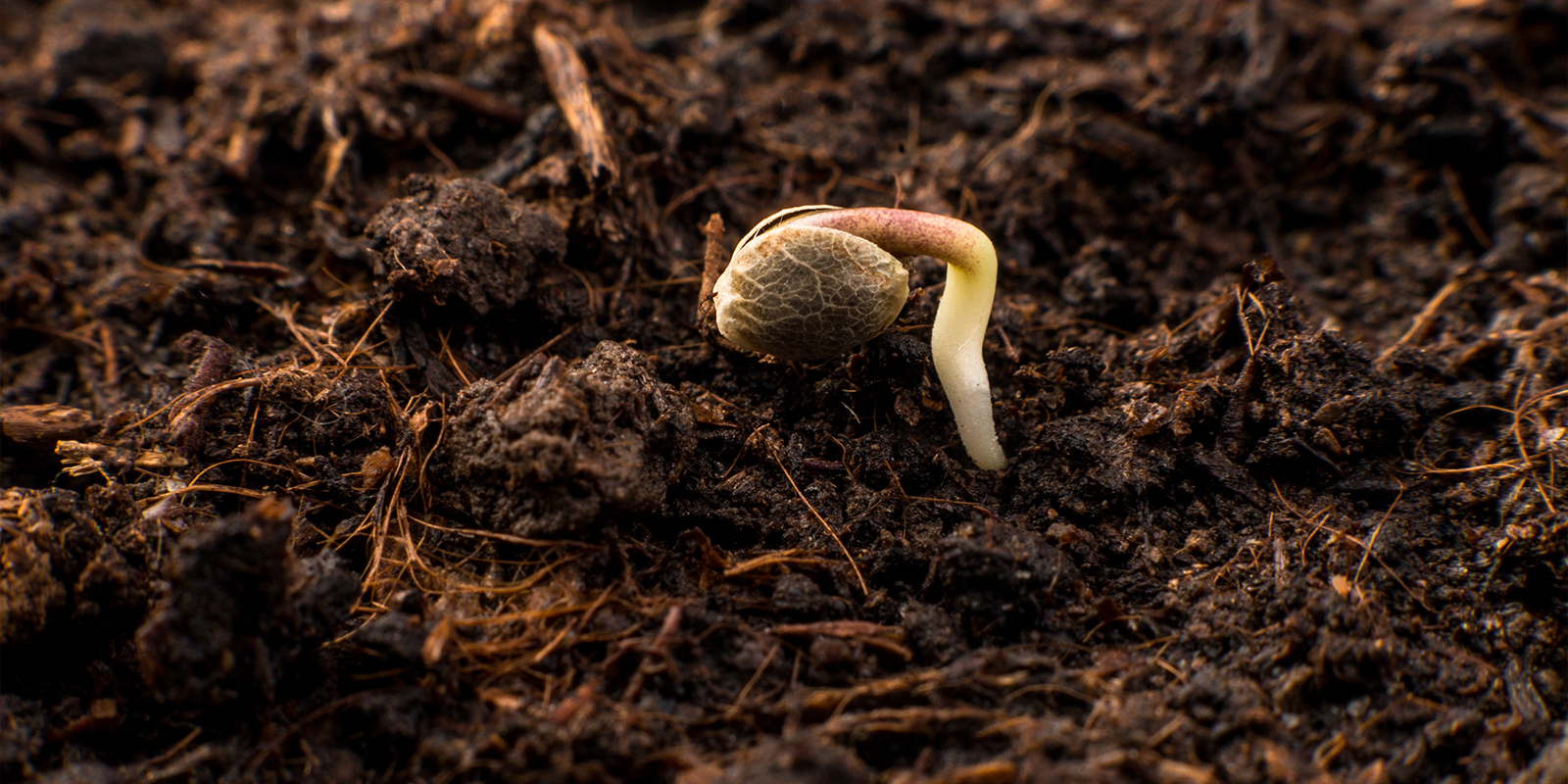 Varför groning är viktigt Why germination matters