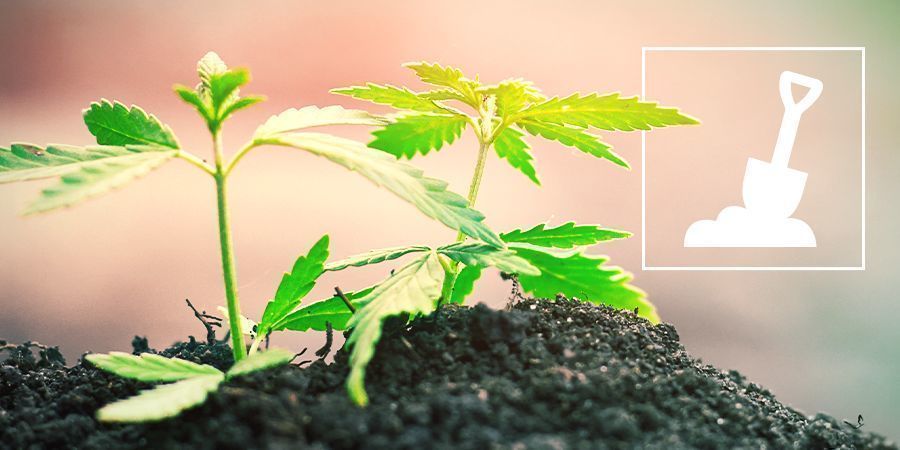 Odla cannabis i jord Growing Cannabis In Soil