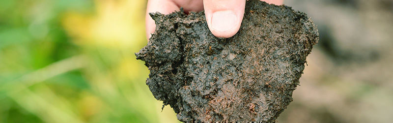 Torvjord Peaty soil