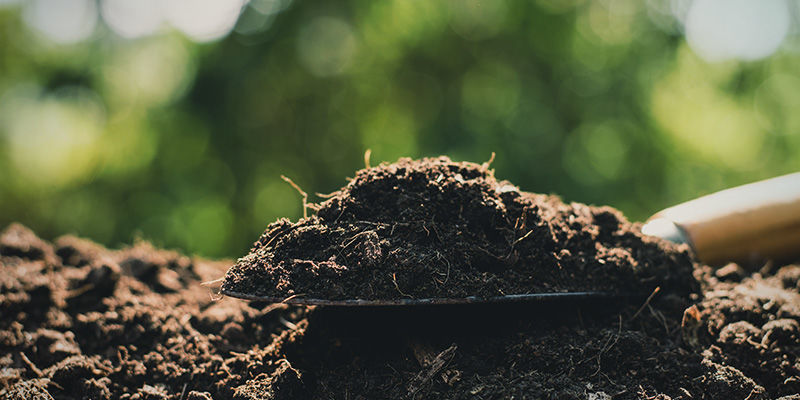 Den optimala jorden: lerblandad mylla The optimal soil: loamy