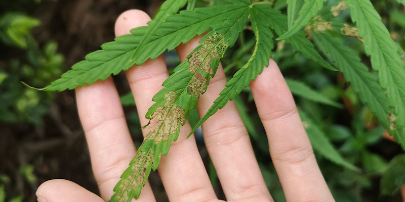 Cannabissjukdomar Cannabis diseases