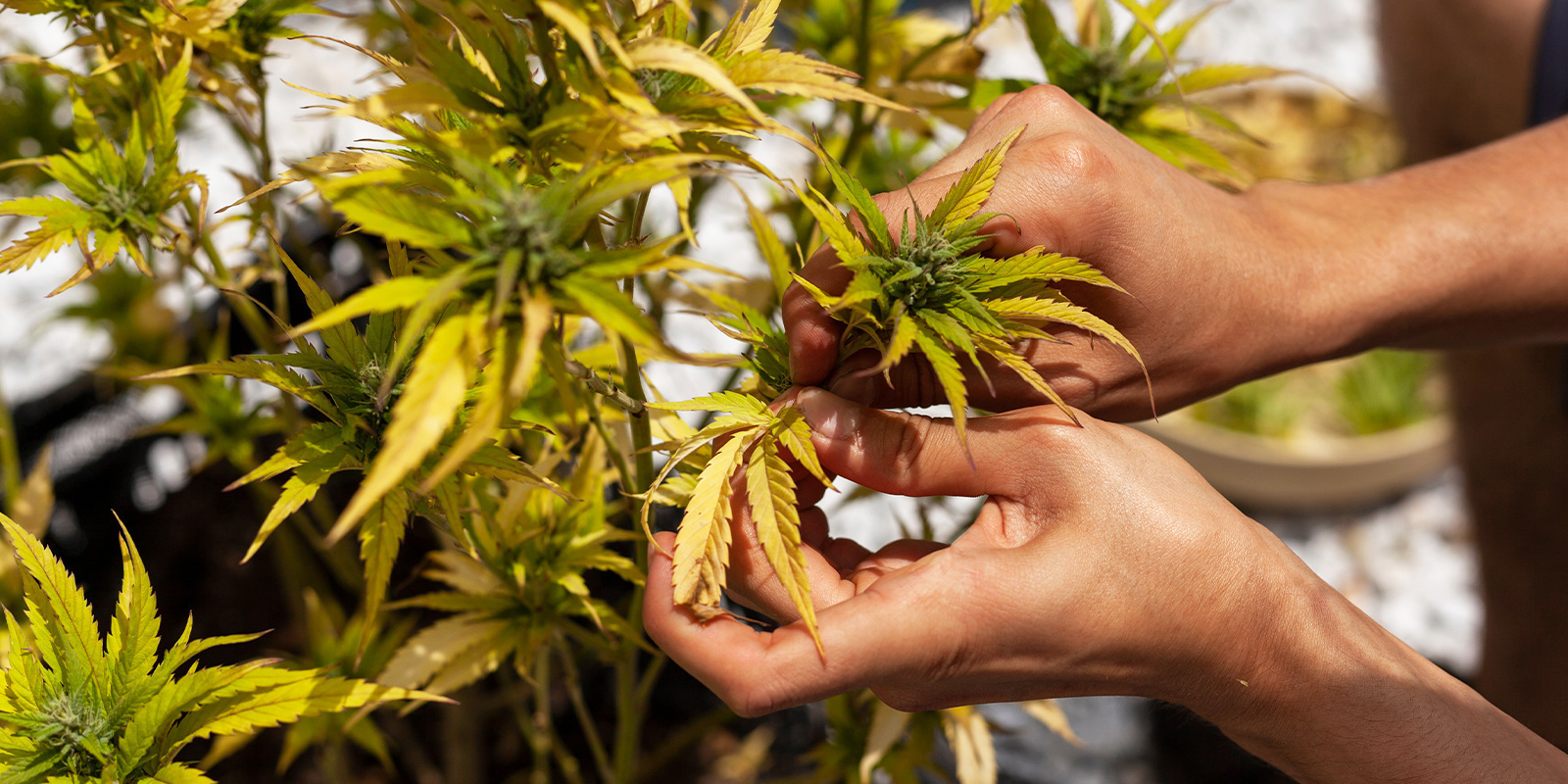 Förebyggande tips för att undvika gula blad Förebyggande tips för att undvika gula blad