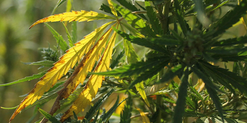 Diagnosing yellow cannabis leaves Diagnosing yellow cannabis leaves