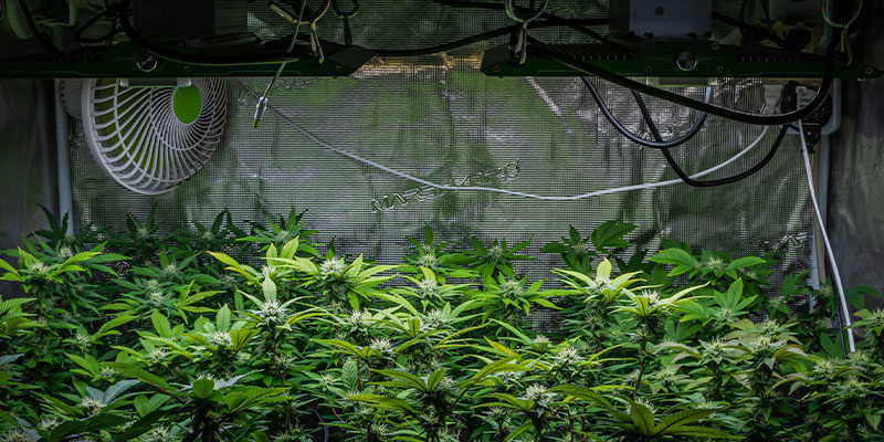 Blomningsfas Flowering stage