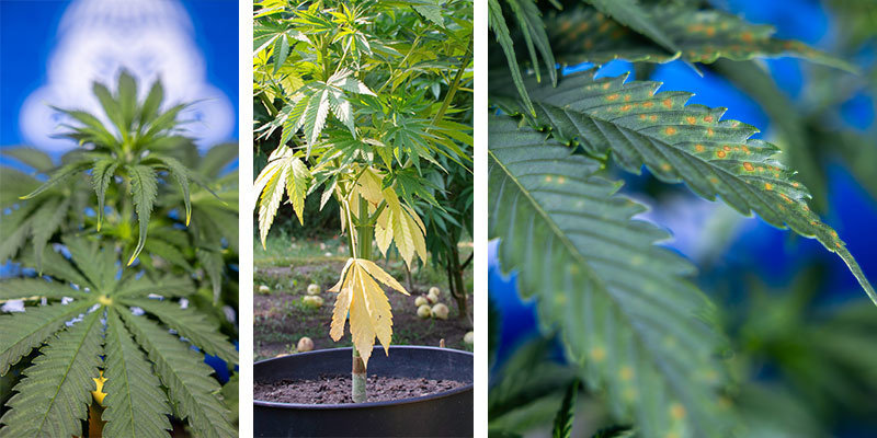 Hur du identifierar gulningssymtom utifrån var på bladet de syns How to identify yellowing symptoms by area