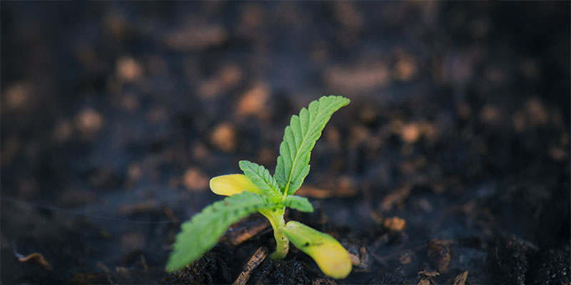 Plantstadiet Plantstadiet