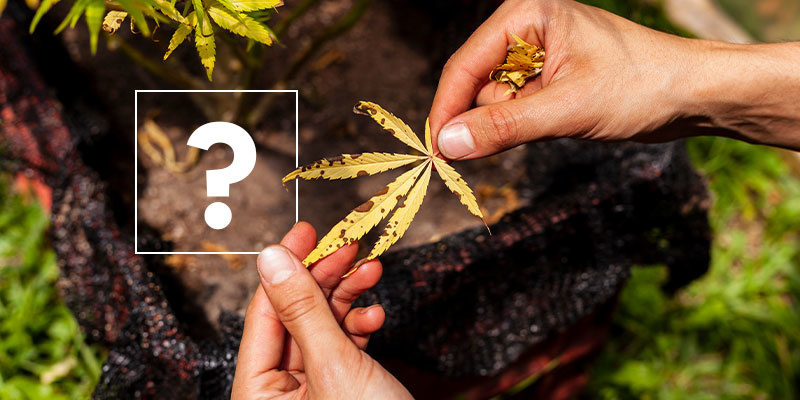 Vad orsakar gula cannabisblad? Vad orsakar gula cannabisblad?