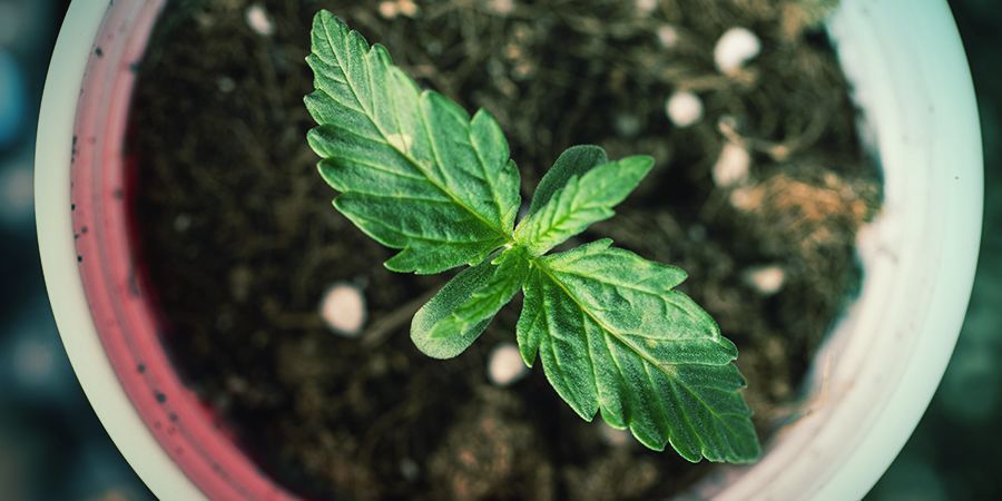 Hur du avgör rätt krukstorlek Hur du avgör rätt krukstorlek för cannabisplantan