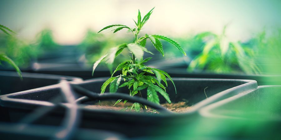 Plastkrukor Plastkrukor för cannabis