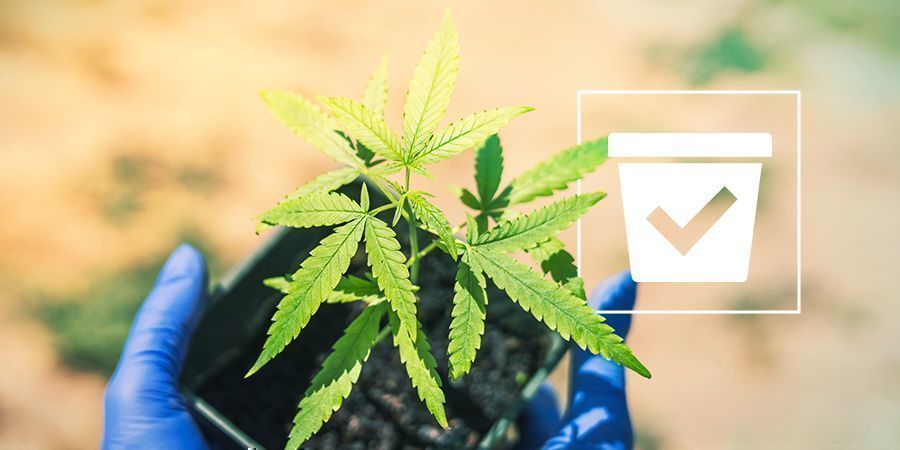 Korrekt kruka för cannabisplantor Correct Container Cannabis Plants