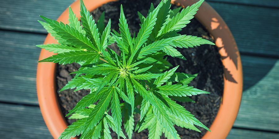 Terrakottakrukor (lera) Terracotta (Clay) Pots Cannabis