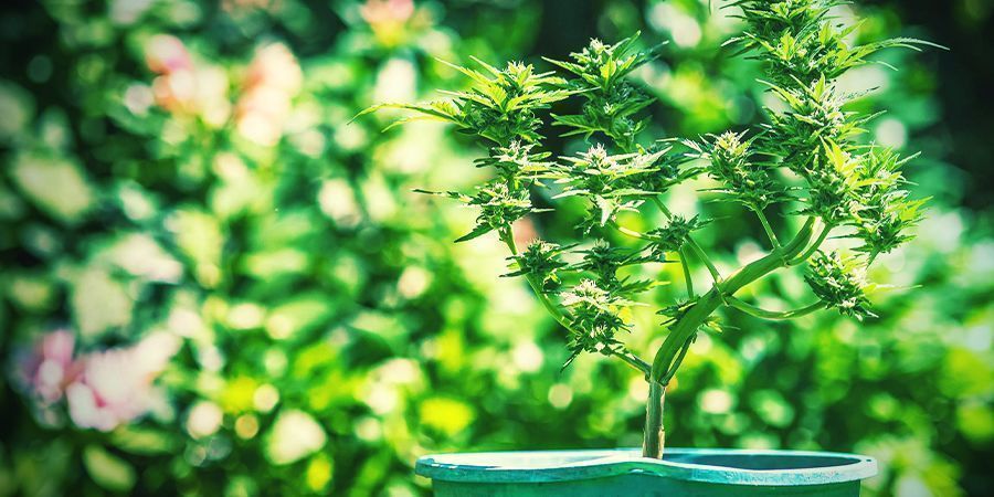 Tips för att odla cannabis i krukor Tips för att odla cannabis i krukor