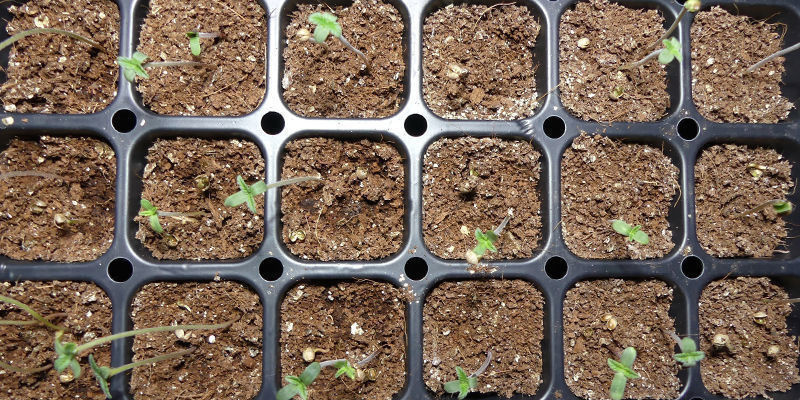 H&aring;ll f&ouml;rh&aring;llandena i propagatorn stabila tills varje planta &auml;r 2&ndash;3 cm h&ouml;g