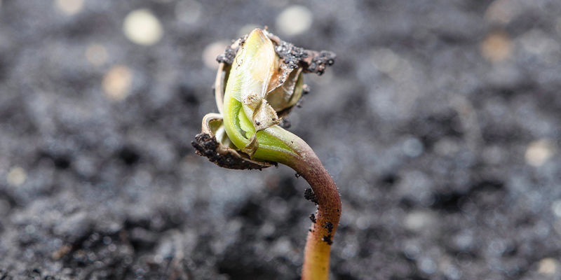 Det b&ouml;r ta 1&ndash;8 dagar (upp till 20) innan du ser en planta bryta igenom jorden