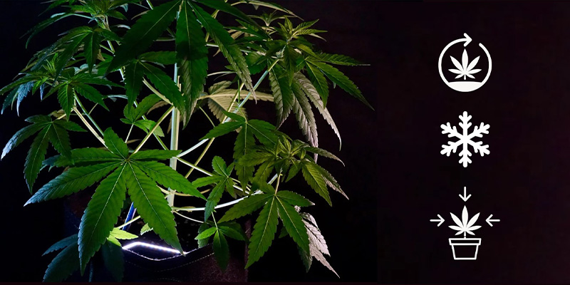 Odlingsegenskaper hos indica Growing characteristics of indica