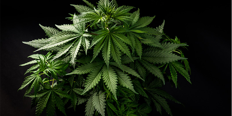 Så känner du igen indica How to recognise indica