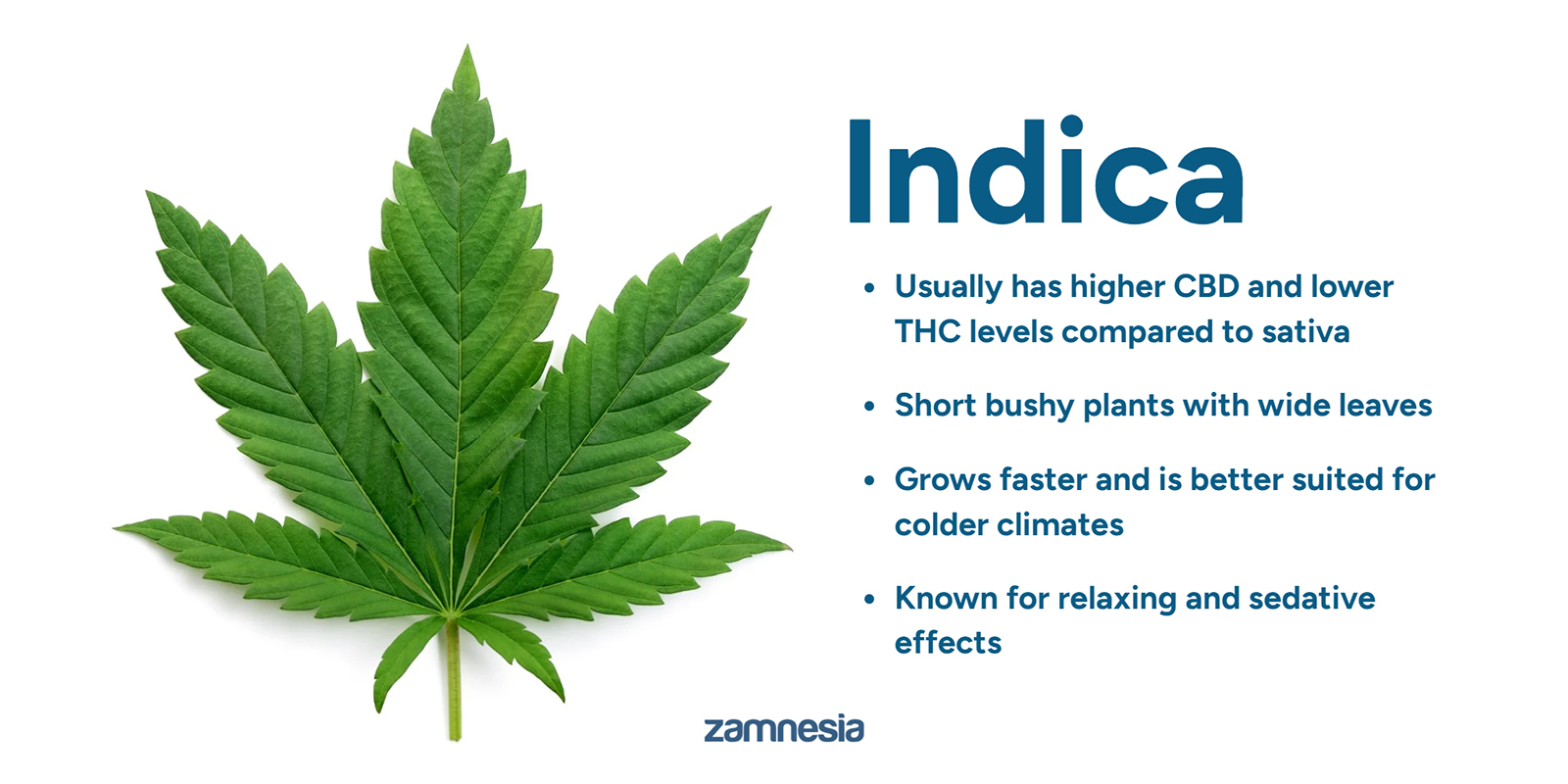 F&ouml;rst&aring; Cannabis indica: grunderna