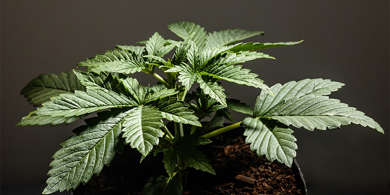 Är Cannabis indica rätt för dig? Är Cannabis indica rätt för dig?