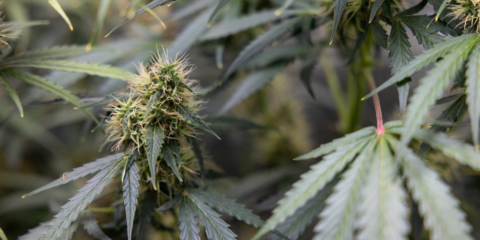 Cannabis sativa: En modern förståelse Cannabis sativa: En modern förståelse
