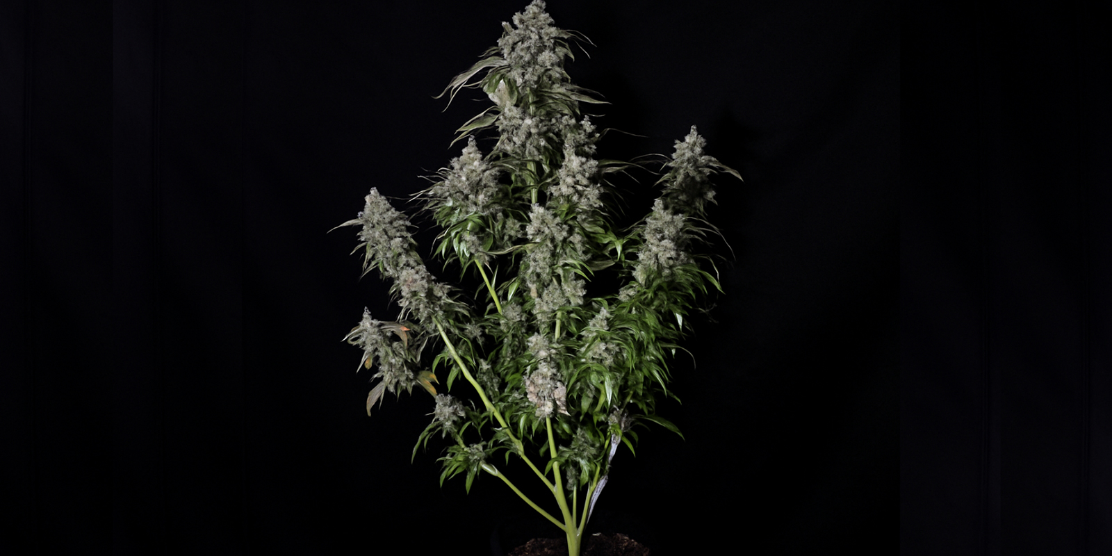 Så känner du igen en sativa-planta How to recognise a sativa plant