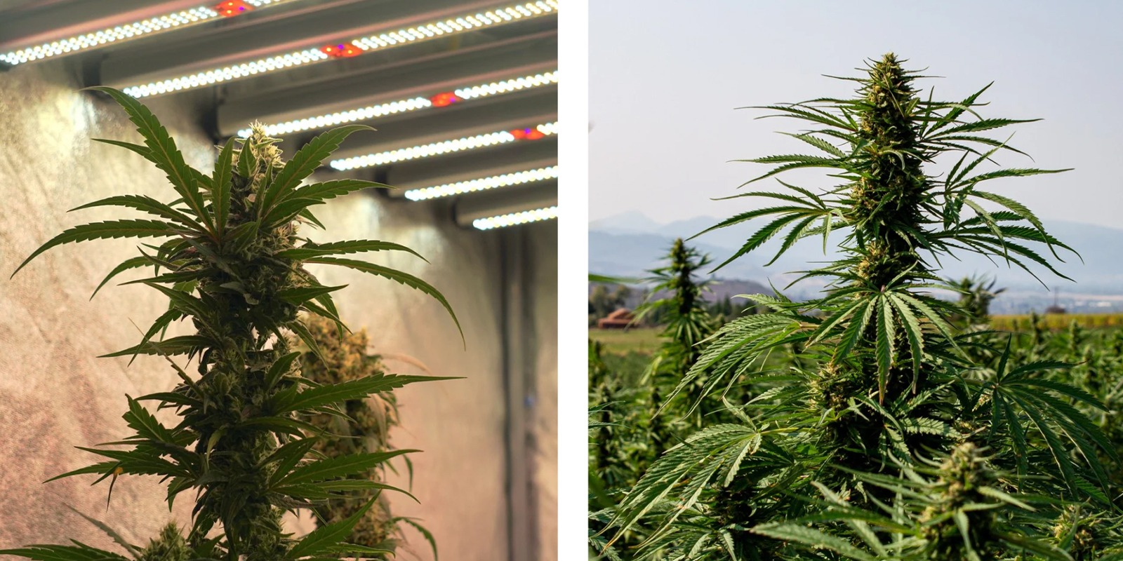 Inomhus- kontra utomhusodling Indoor vs outdoor considerations