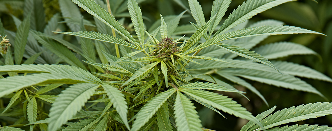 Vad är Cannabis sativa? What is cannabis sativa?