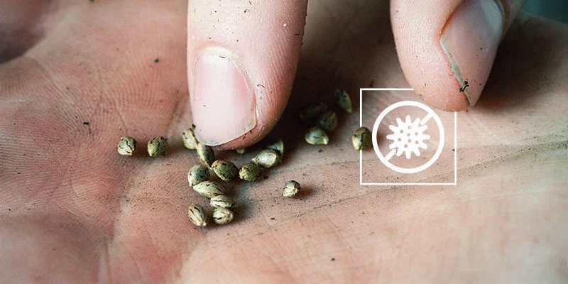 Cannabisfr&ouml;n gror men slutar v&auml;xa: svamp- eller bakterieinfektion