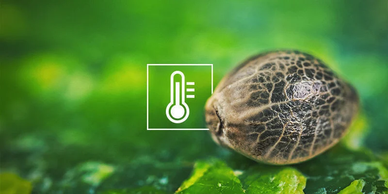 Cannabisfr&ouml;n gror inte: F&ouml;r l&aring;ga temperaturer