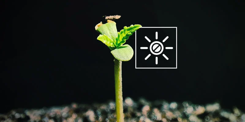 Svaga eller utdragna plantor: F&ouml;r lite ljus