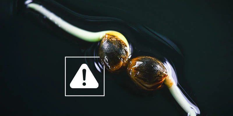 Cannabisfr&ouml;n grodde men slutade v&auml;xa: &Ouml;vervattning