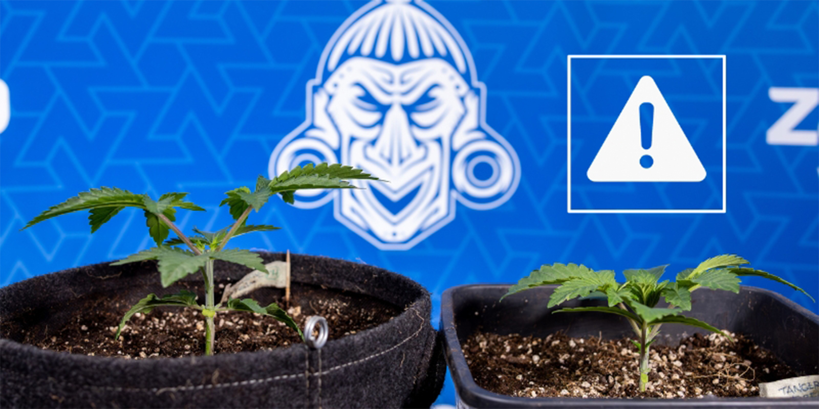 Vanliga misstag vid toppning av cannabis Vanliga misstag vid toppning av cannabis