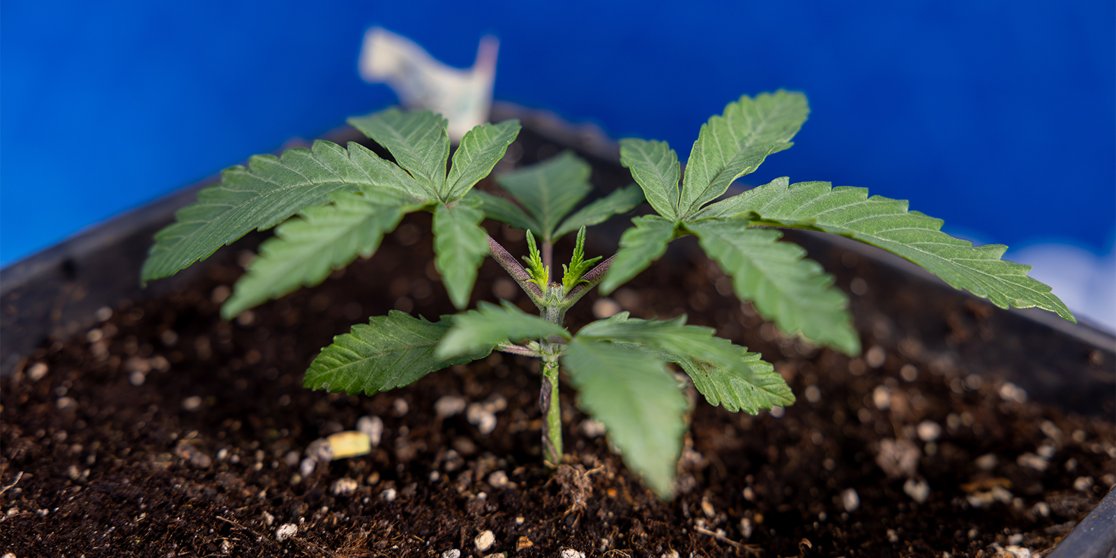 Är toppning av cannabis värt det? Är toppning av cannabis värt det?