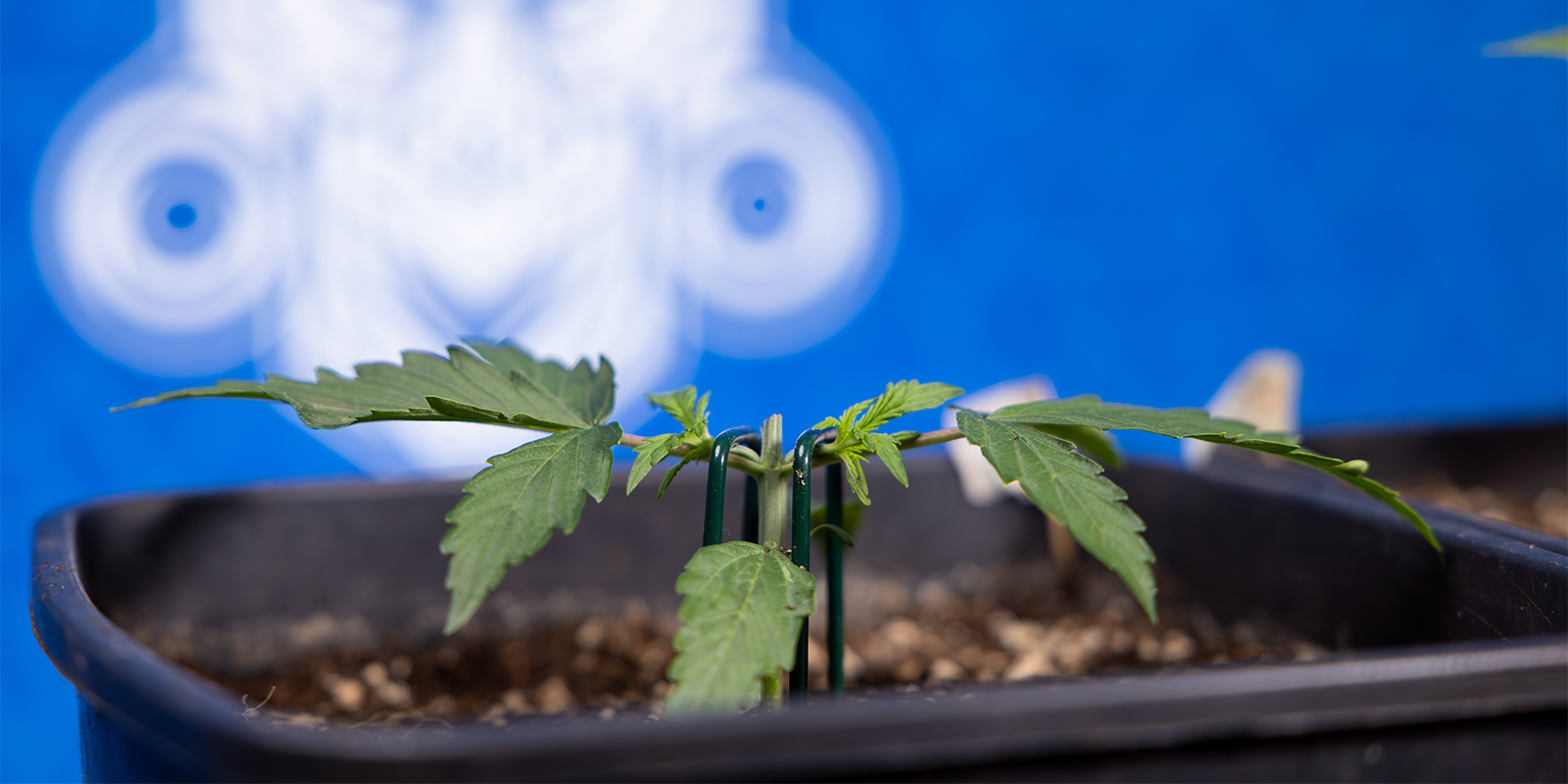 Vad är toppning av cannabis? Vad är toppning av cannabis?