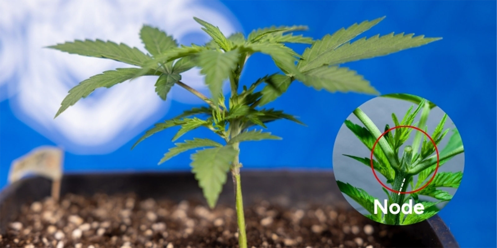 När ska man toppa cannabis När ska man toppa cannabis