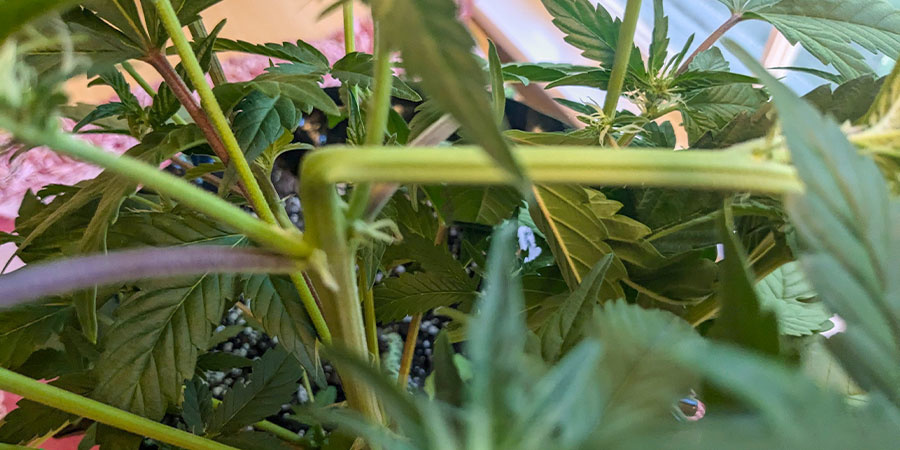 Fördelar med super cropping av cannabis Fördelar med super cropping av cannabis
