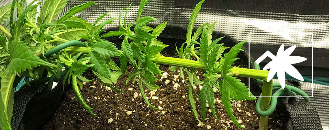 Super Cropping Cannabis: Everything You Need to Know Super Cropping Cannabis: Everything You Need to Know