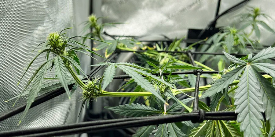 När ska du supercroppa cannabis När ska du supercroppa cannabis