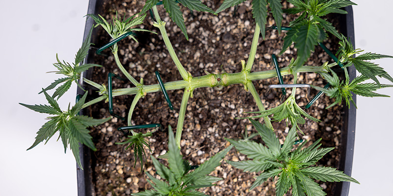 Low-stress training (LST) Low-stress training (LST)