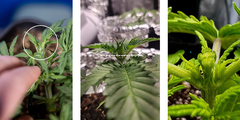 Steg för steg: Så fimmar du cannabis Steg för steg: Så fimmar du cannabis
