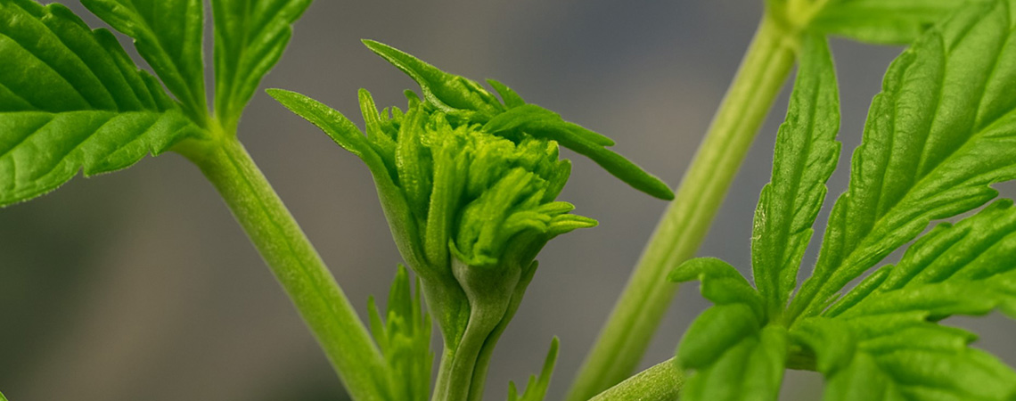 Fimma cannabisplantor f&ouml;r en st&ouml;rre sk&ouml;rd: n&auml;r och hur du ska fimma