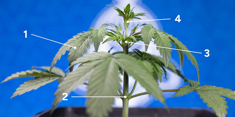 När är din planta redo för fimming? När är din planta redo för fimming?