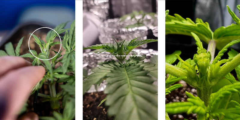 Steg för steg: så här fimmar du cannabis Steg för steg: så här fimmar du cannabis