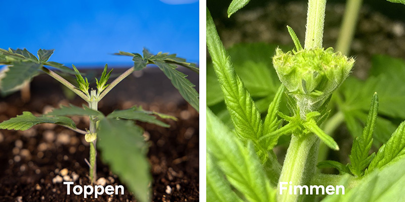 Topping vs. fimming