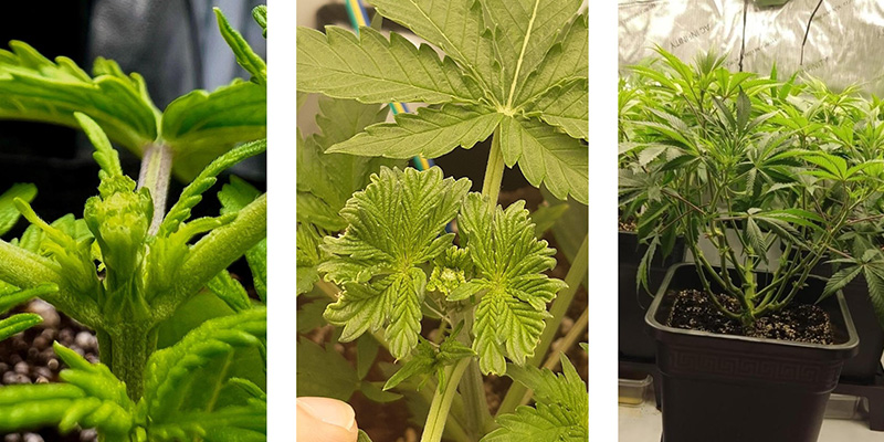 Varför fimma cannabis? Varför fimma cannabis?