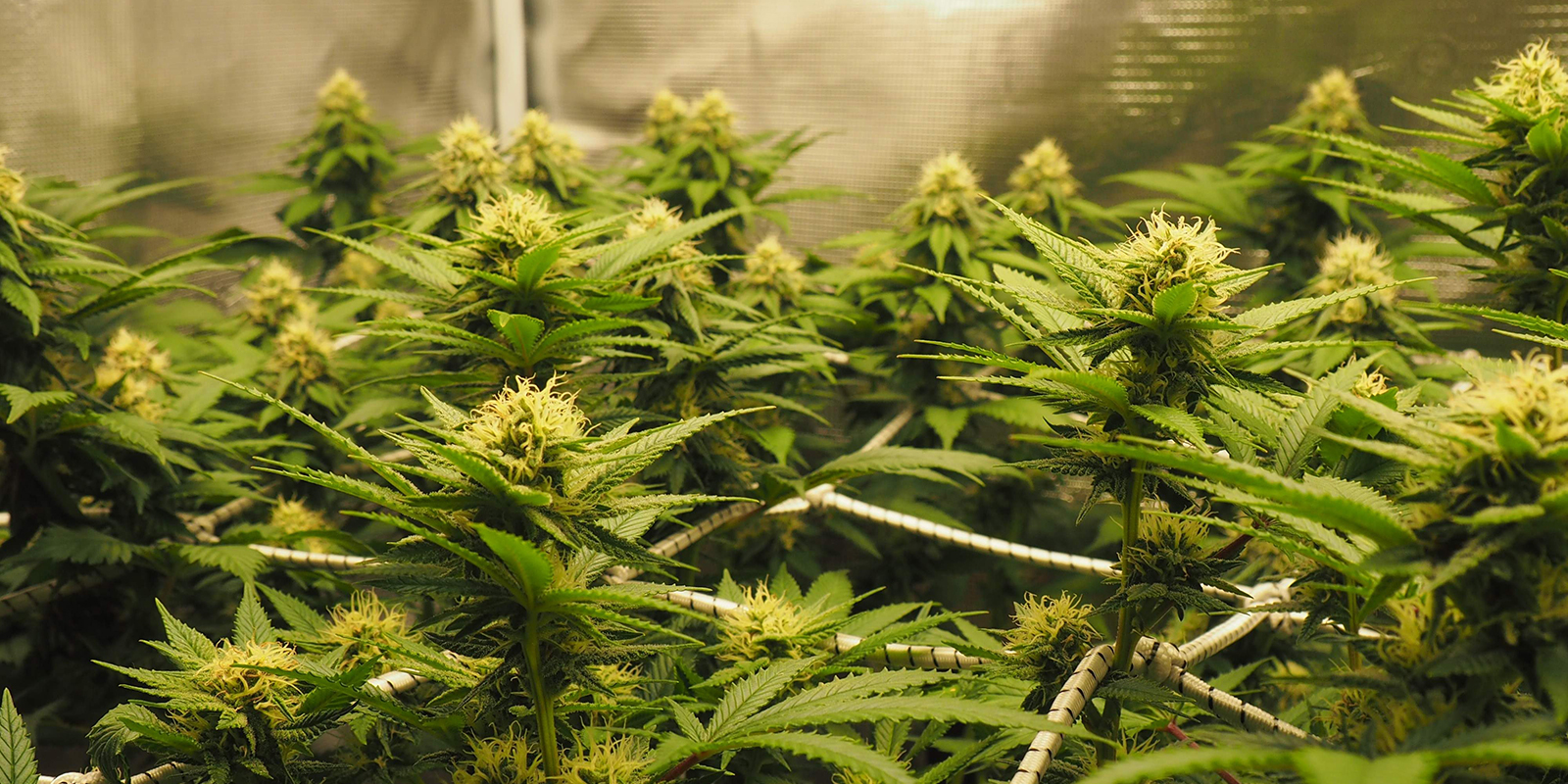 Välja en cannabissort för ScrOG Välja en cannabissort för ScrOG